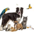 Produto Pet Shop