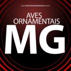 Aves Ornamentais|MG