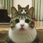 Equipe Cat