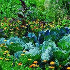 Plantas coisas da natureza